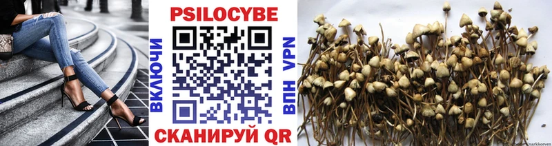 где найти наркотики  Кудымкар  Галлюциногенные грибы Psilocybe 